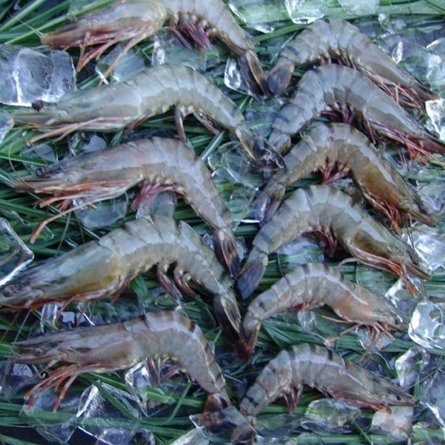 Gambas BT 13/15 HOSO 12xlkg