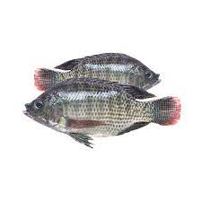 Tilapia Fish 800/1000 8 Kg
